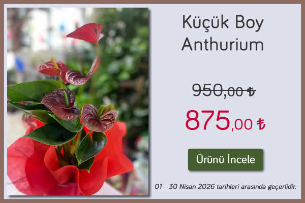 Küçük Boy Anthurium 01 - 30 Nisan 2026 tarihleri arası geçerli, eskişehir çiçekçi