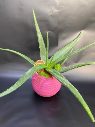 Büyük Boy Aloe Vera - Eskişehir Çiçekçi