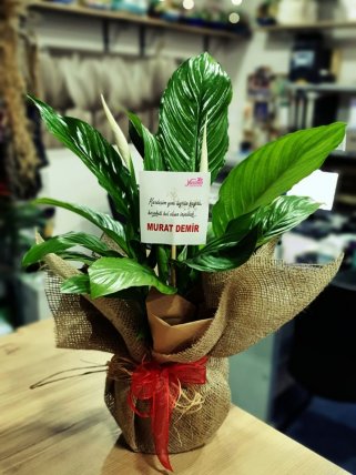 Orta Boy Spathiphyllum (Barış Çiçeği) - Eskişehir Çiçekçiler