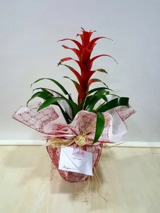 Orta Boy Guzmania - Eskişehir Çiçek Siparişi Orta Boy Guzmania