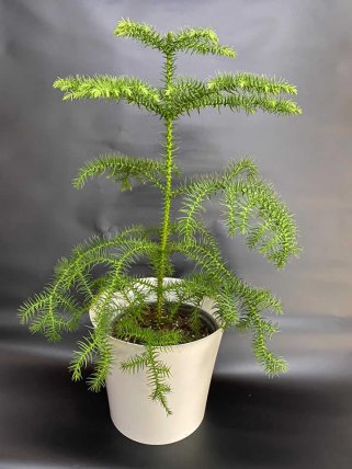 Araucaria (Salon Çamı) - Eskişehir Çiçek