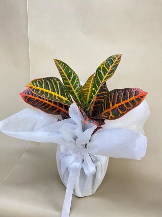 Craton (Kroton) - Eskişehir Çiçek Siparişi