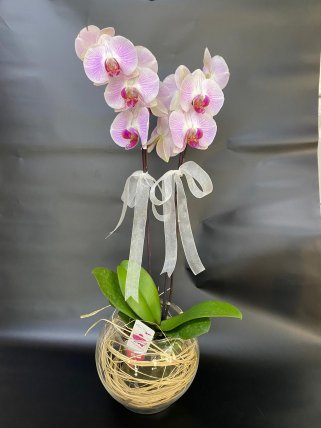 Cam Fanusta İki Dal Pembe Orkide - Eskişehir Orkide
