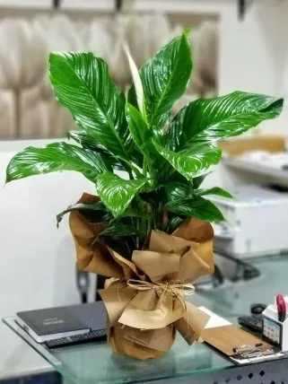 Büyük Boy Spathiphyllum (Barış Çiçeği) - Eskişehir çiçekçi