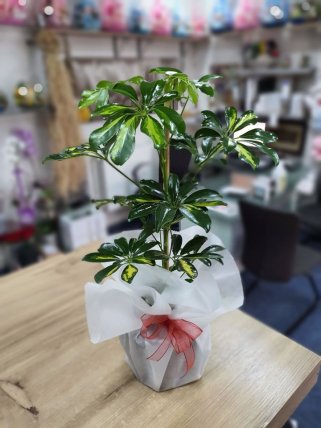 Tekli Schefflera (Şeflera), Eskişehir çiçek siparişi