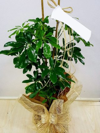 İkili Schefflera (Şeflera), eskişehir çiçek gönder