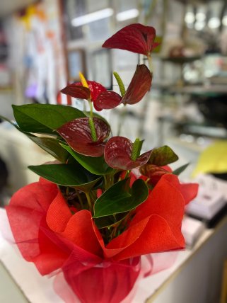 Küçük Boy Anthurium Eskişehir Çiçek