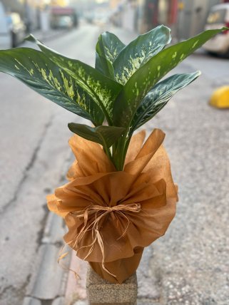 Orta Boy Difenbachia Tropic Çiçeği, Eskişehir Çiçekçi 
