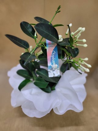 Yasemin Çiçeği (Madagaskar ) - Eskişehir Çiçekçi