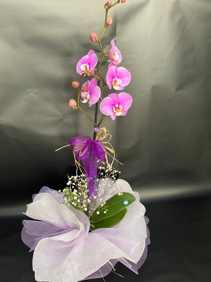 Tek Dal Mor Orkide - Eskişehir Çiçekçi