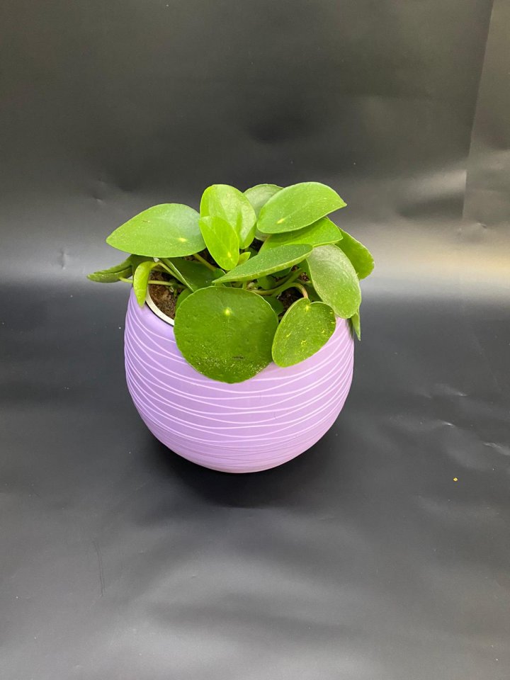 Çin Para Ağacı (Pilea) - Eskişehir Çiçek Siparişi