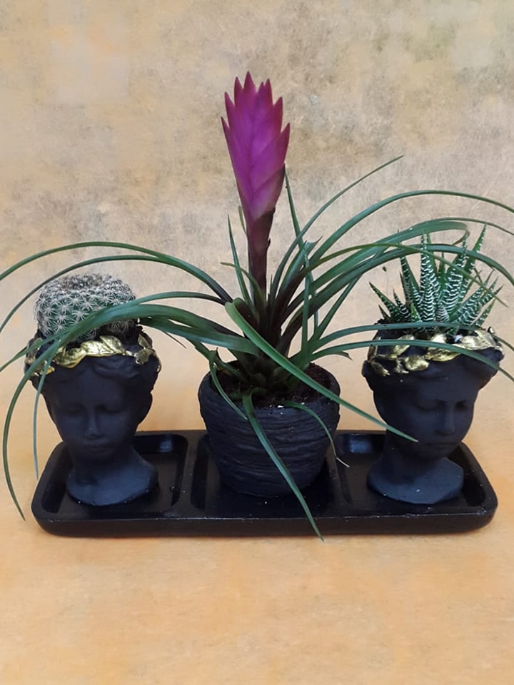 Helen Saksıda 3 Adet Bitki - Eskişehir Çiçek Siparişi