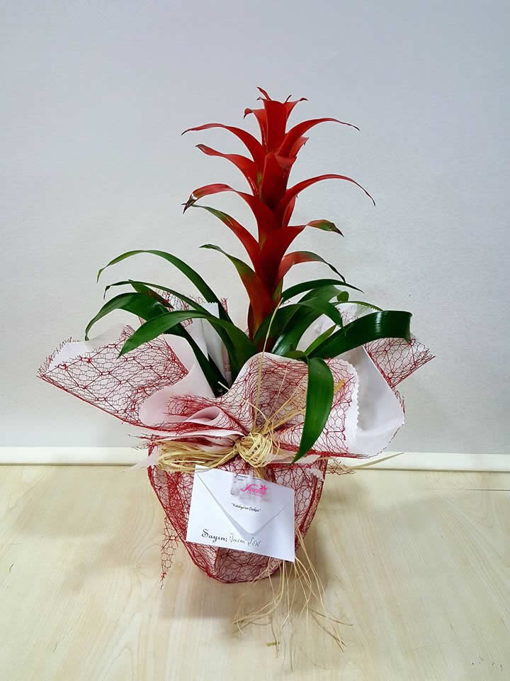 Orta Boy Guzmania - Eskişehir Çiçek Siparişi Orta Boy Guzmania