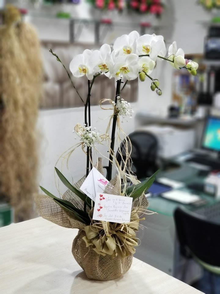 Eskişehir İkili Beyaz Orkide Resmi