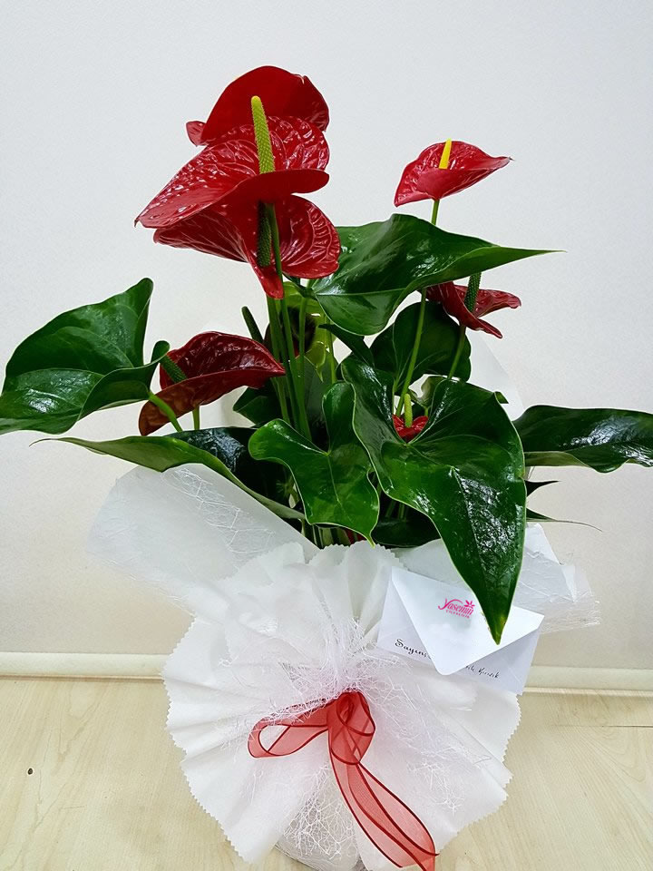 Büyük Boy Anthurium Eskişehir