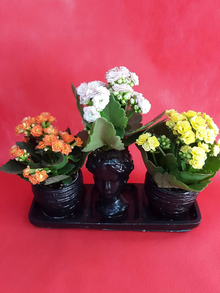 Helen Saksıda 3 lü Kalanchoe - Eskişehir Çiçek Siparişi