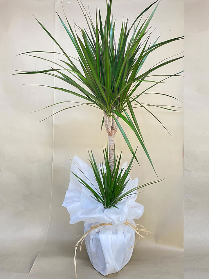 İkili Marginata (Büyük Boy) - Eskişehir Çiçekçi