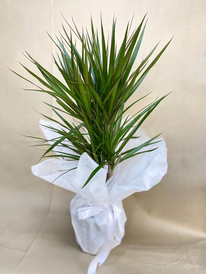 İkili Marginata (Orta Boy) - Eskişehir Çiçekçi