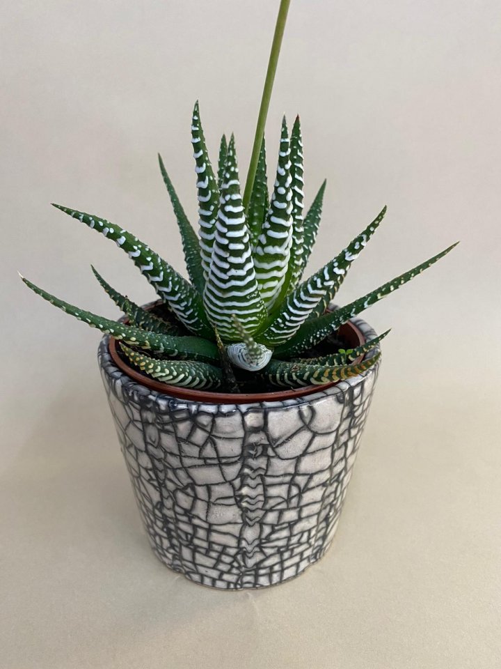 Howartia Seramik Saksıda