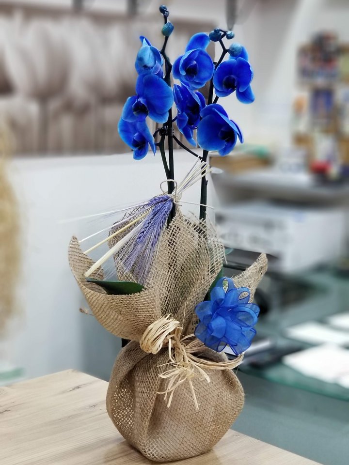 İki Dal Mavi Orkide - Eskişehir Çiçekçi