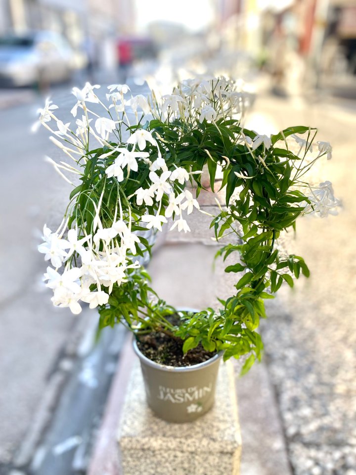 Yasemin Çiçeği - Eskişehir Çiçekçi