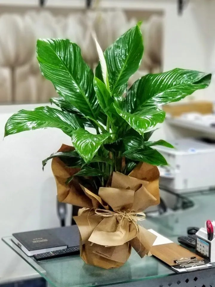 Büyük Boy Spathiphyllum (Barış Çiçeği) - Eskişehir çiçekçi