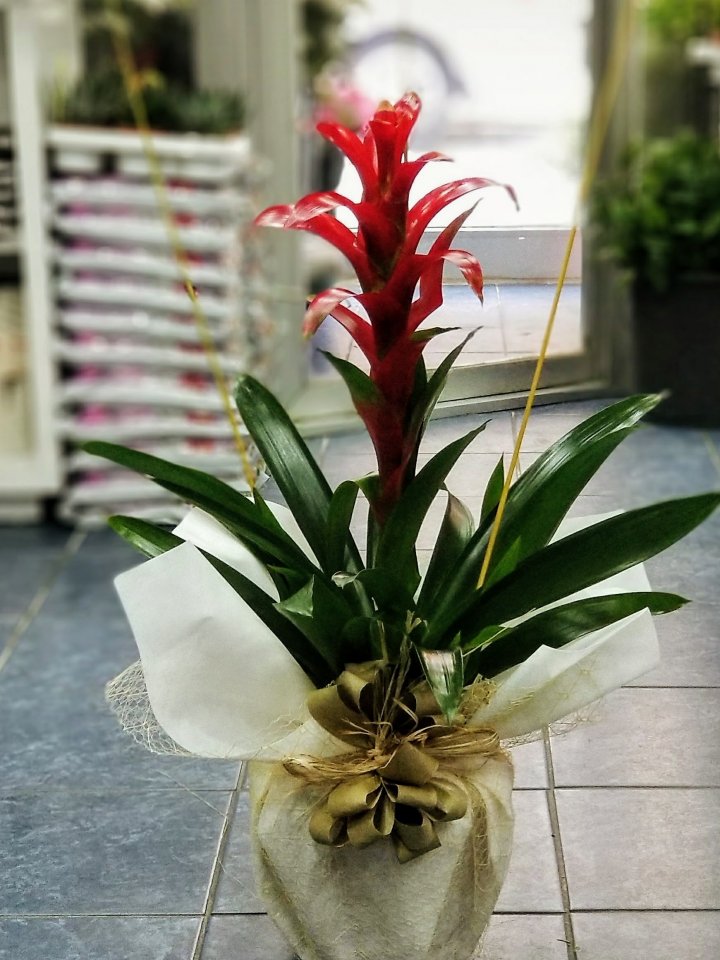 Büyük Boy Guzmania - Eskişehir Çiçek