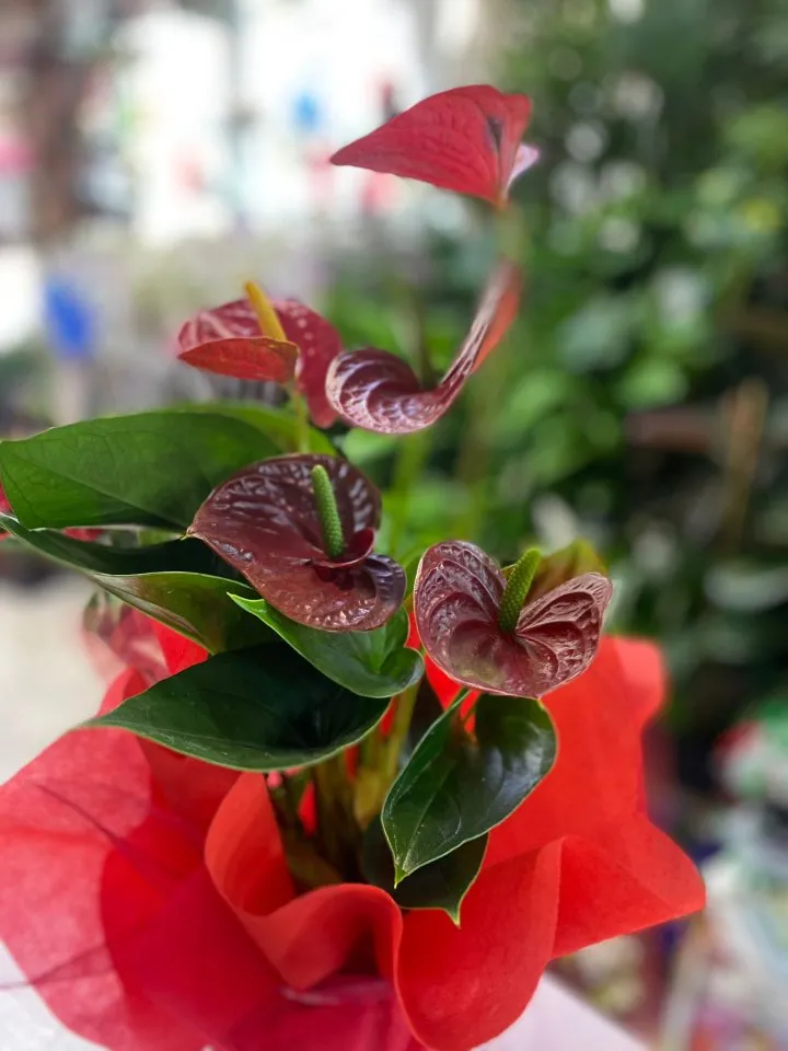 Küçük Boy Anthurium Eskişehir Çiçek