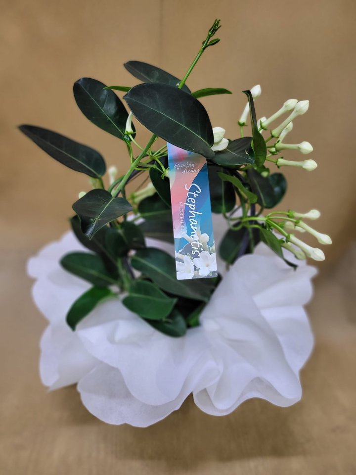 Yasemin Çiçeği (Madagaskar ) - Eskişehir Çiçekçi