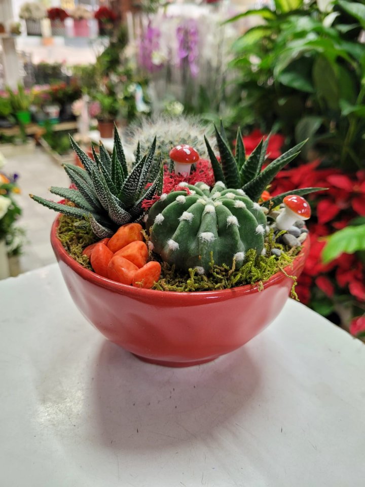 Kaktüs ve Sukulent Teraryum - Eskişehir Çiçekçi