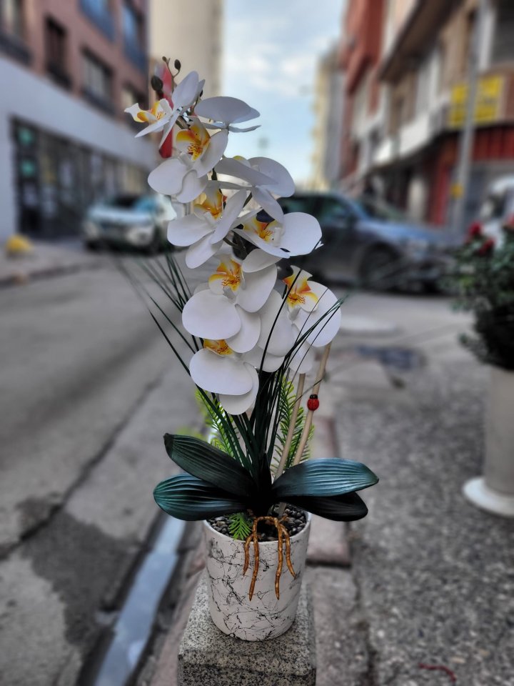 Yapay orkide , eskişehir çiçekçi, eskişehir yasemin