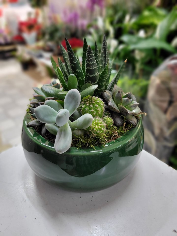 Teraryum Model 12, Eskişehir çiçekçi