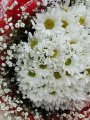 Çiçekçi - Beyaz Krizantem Buketi