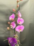 Çiçekçi - Tek Dal Mor Orkide