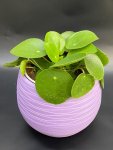 Çiçekçi - Çin Para Ağacı (Pilea)