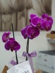 Çiçekçi - İki Dal Mor Orkide