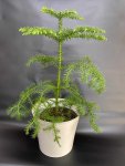 Çiçekçi - Araucaria (Salon Çamı)