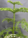 Çiçekçi - Araucaria (Salon Çamı)