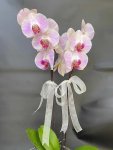 Çiçekçi - Cam Fanusta İki Dal Pembe Orkide
