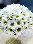 Çiçekçi - Fanusta Beyaz Papatyalar