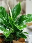 Çiçekçi - Büyük Boy Spathiphyllum (Yelken Çiçeği)