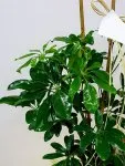 Çiçekçi - İkili Schefflera (Şeflera)