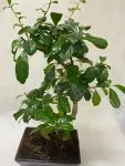 Çiçekçi - Bonsai