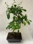 Çiçekçi - Bonsai