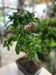 Çiçekçi - Bonsai