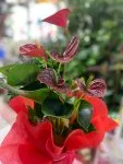 Çiçekçi - Küçük Boy Anthurium