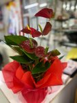 Çiçekçi - Küçük Boy Anthurium