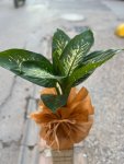 Çiçekçi - Orta Boy Difenbachia Tropic Çiçeği