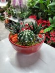 Çiçekçi - Kaktüs ve Sukulent Teraryum