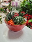 Çiçekçi - Kaktüs ve Sukulent Teraryum